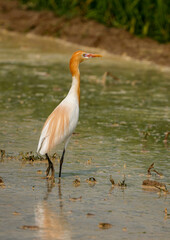 A beautiful cattle egret is feeding on a farmer's field.