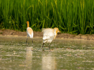 Cattle egret, or white egret, feeding on a farmer's field.