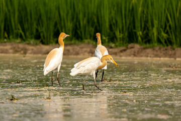 Cattle egret, or white egret, feeding on a farmer's field.