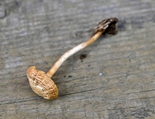 image of mushroom on wood background