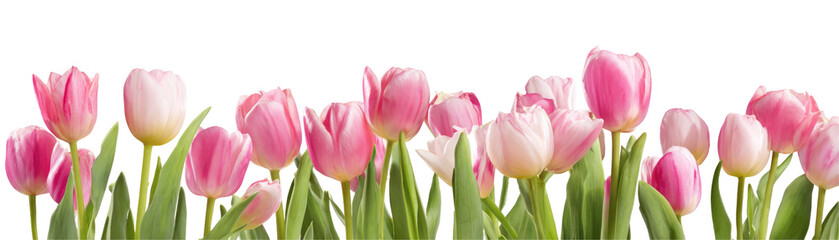 Fototapeta premium A close up view of a group of pink tulips with green stems against a black and white background