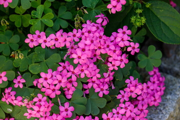 Pink Wood Sorrel Flowers with Clover Leaves
