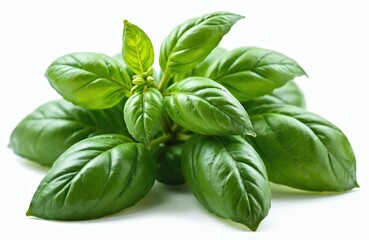 Obraz premium Fresh green basil leaves isolated on white background. Aromatic herb culinary ingredient used in cooking. Food photo, vegan, vegetarian, healthy lifestyle concept. Organic spice for salad, pizza,