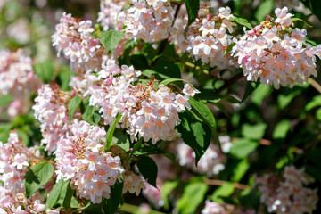 Flowering Bush with Pink Flowers and Green Leaves