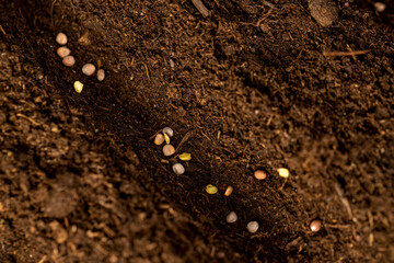 planting radish seeds in fertile soil with the addition of peat , a plot of land with peat in which...