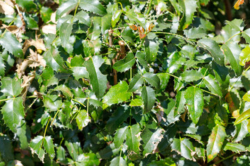 Close-Up of Mahonia Aquifolium Leaves