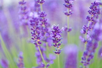 Purple lavender bloom in nature. Composition of nature. Summer blooming flower. Blooming flower field. Field of lavender. Lavender flower in summer. France Provence field. Lavender oil