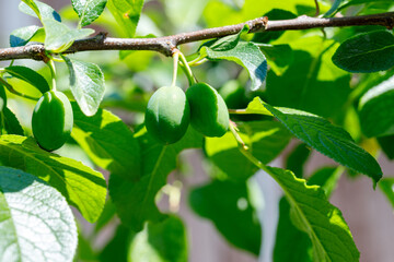 Unripe Green Plums on Tree Branch with Leaves