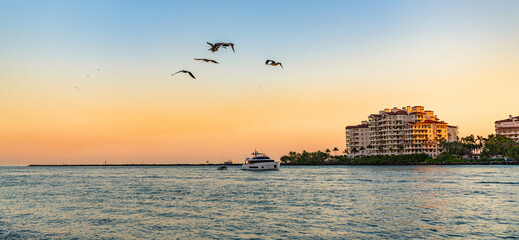 Miami beach sunrise with pelican in sky. Miami panorama. Panoramic view of Fisher island