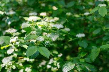 Flowering Dogwood Bush with Green Leaves