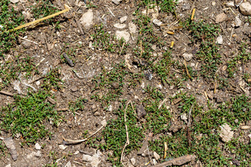 Ground with Bare Earth, Weeds, Twigs and Rocks