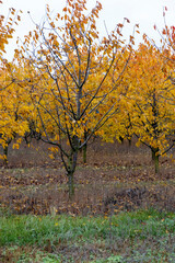 orchard with orange and yellow cherry foliage during leaf fall in mid-autumn