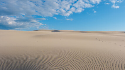 Golden sands stretch endlessly under a vast blue sky, inviting exploration. Gentle ripples create patterns in the dunes, while soft clouds drift lazily above. sand dunes of the Rabjerg Mile Denmark 