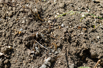 Close-up of Soil with Debris