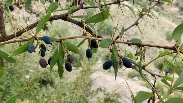 Berberis microphylla, the Vaccinium uliginosum or the bog bilberry fresh fruits in a hill 