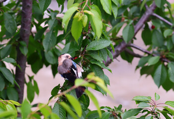 The cherry-eating jay..