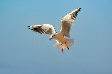 Flying seagull on a sky background