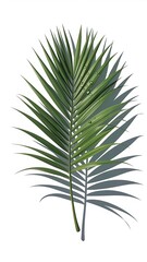 palm tree isolated on white