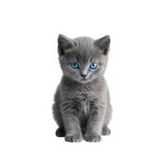 Adorable gray kitten with blue eyes isolated on transparent background
