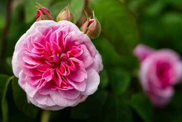 Close-up of the blossom of a pink historic English rose