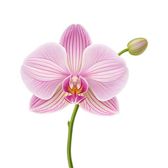 Obraz premium illustration of orchid flower isolated on a transparent background