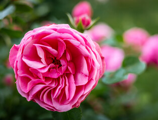 Close-up of the blossom of a pink historic English rose