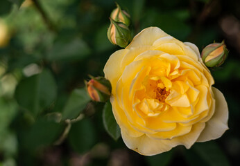 Close-up of the blossom of a yellow historic English rose