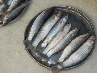Close up shot of fish in dish in fish market.