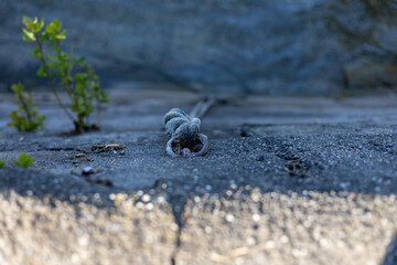 Picture of the fishing knot near the marina in Konstanz
