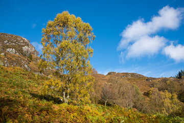 Birch tree in autumn, Loch Lomand and Trossachs National Park, Scotland