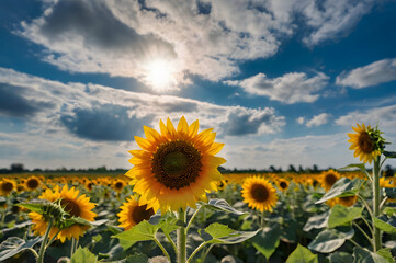 Obraz premium sunflower field with blue sky background