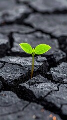 Resilience of Nature A Tiny Sprout Emerging from Cracked Earth