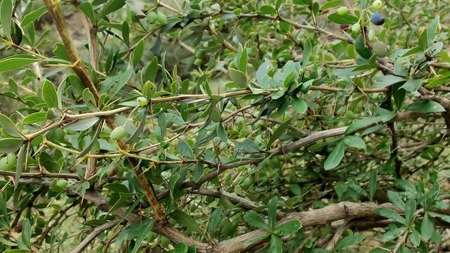 Berberis microphylla, the Vaccinium uliginosum or the bog bilberry fresh fruits in a hill 