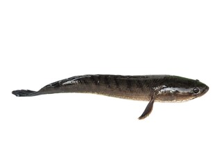 Large, fresh, not dead snakehead fish placed isolated on a white background.	