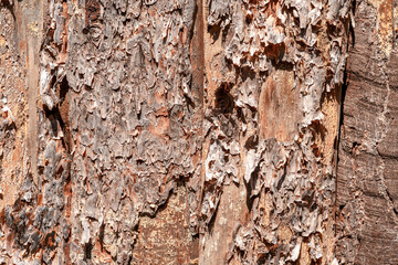Textured natural wood wall for abstract background. Background for your project