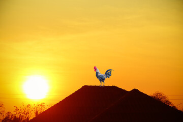 Single rooster standing on roof home with sunrise and sunshine orange yellow sky background © Amphawan