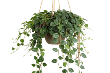 Lush Hanging Peperomia Plant  Indoor Gardening & Home Decor