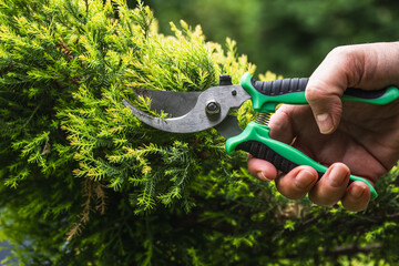 Shortening juniper shoots with hand pruners.Topiary pruning of evergreen and coniferous plants in the garden.