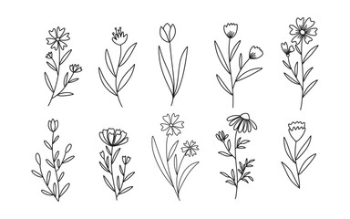 Set of Floral and Wild Flowers. Hand drawn botanical elements. Vector illustration 