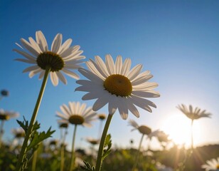 カモミールの花