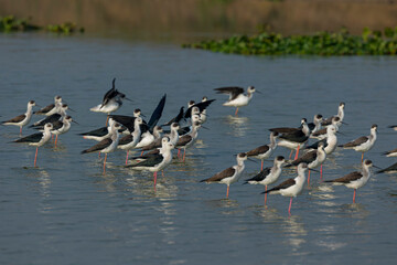Bird watching in the lakes of Bangladesh. This set of photos of waterfowl (shorebirds) in the large wetlands of Chapai. Black-winged stilt (Himantopus leucocephalus)