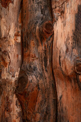 Textured natural wood wall for abstract background. Background for your project