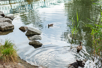 Two ducks swim near rocks and grass at the edge of a pond, creating ripples in the calm water.

