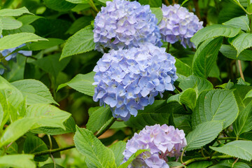 緑の葉に囲まれた淡い水色の紫陽花
