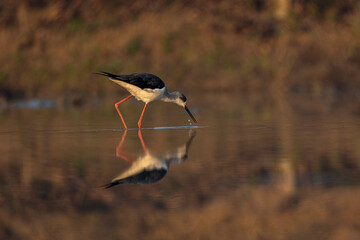 Reflection of a black-winged bird in the water. It is walking or standing. The lake water has shadows and a reddish or brownish background.