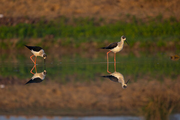 Reflection of a black-winged bird in the water. It is walking or standing. The lake water has shadows and a reddish or brownish background.