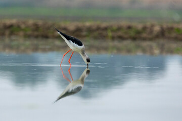 Reflection of a black-winged bird in water. It is walking or standing. Its beak is touching the water. There is a little water on the ground and the bird's feet are red.