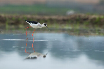 Reflection of a black-winged bird in water. It is walking or standing. Its beak is touching the water. There is a little water on the ground and the bird's feet are red.