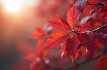 Close-up of red autumn leaves. Natural background, sunlight. Perfect fall colors, leaf veins details. Nature illustration for design, print, eco topics or seasonal projects.