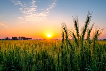Fototapeta premium Sunset Wheat Field Serenity - Golden sunset over a tranquil wheat field, symbolizing harvest, abundance, peace, nature, and growth